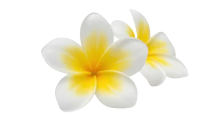Fototapeten Plumeria Isolated two fresh frangipani flowers, tropical plumeria blossoms, aromatherapy spa blooms  © Sophia