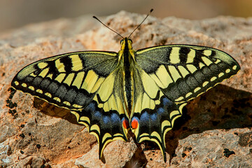Mariposa Macaón, en el parque natural de Cazorla, Segura y Las Villas