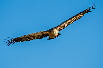 Buitre leonado en vuelo, en el parque natural de Cazorla, Segura y Las Villas.