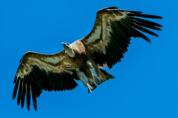 Buitre leonado en vuelo, en el parque natural de Cazorla, Segura y Las Villas.