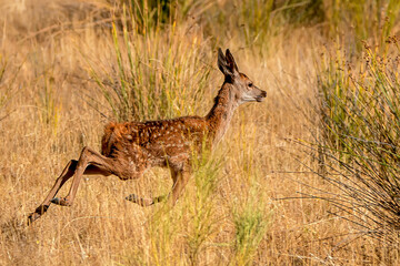 Ciervo en época de berrea, en el parque natural de Cazorla, Segura y Las Villas.