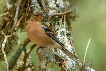 Pinzón posado, en el parque natural de Cazorla, Segura y Las Villas.