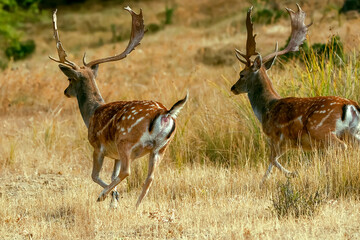 Gamos macho en el parque natural de Cazorla, Segura y Las Villas