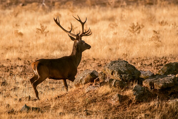 Ciervo en época de berrea, en el parque natural de Cazorla, Segura y Las Villas.