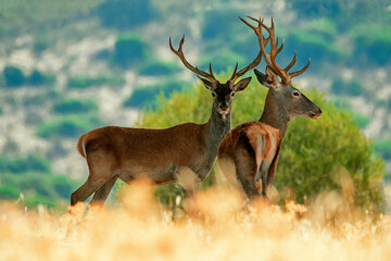Ciervo en época de berrea, en el parque natural de Cazorla, Segura y Las Villas.