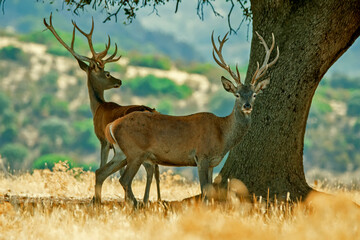Ciervo en época de berrea, en el parque natural de Cazorla, Segura y Las Villas.