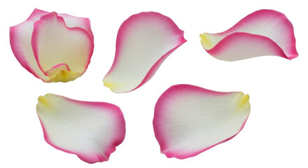 Isolated rose flower petals showing pink edge, soft color, elegant and beautiful blossom