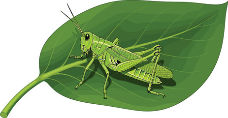 Cartoon green grasshopper illustration, detailed insect sitting on leaf, vector nature drawing, educational biology content, white background, wildlife design element