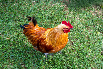 A rooster with red and orange plumage, a bright red comb and wattles, stands on green grass
