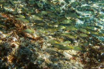 Group of cow bream - Sarpa salpa - fish swimming in Mediterranean sea as seen during snorkelling near Lloret de Mar