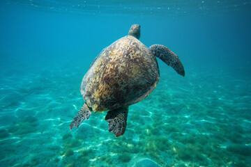 Obraz premium Green sea turtle swimming up to surface seen during snorkelling in Marsa Mubarak