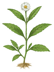 Eclipta alba illustration