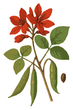 Erythrina variegata illustration