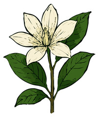 Magnolia × alba illustration