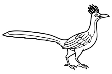 Roadrunner Bird Vector Illustration on White Background Minimal Art