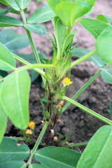 Cultivated peanut (Arachis hypogaea) grows in open ground
