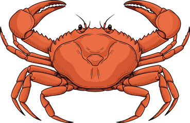 Realistic crab illustration, detailed marine animal with raised claws and segmented legs, educational sea creature drawing, vector design, white background