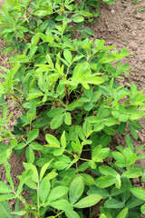 Cultivated peanut (Arachis hypogaea) grows in open ground