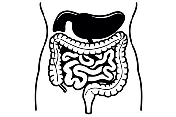 Digestive System Line Drawing Vector Minimalist Medical Illustration
