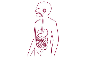 Simple Digestive System Vector Illustration Minimal Clean Line Art