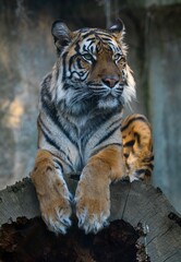 portrait of a tiger