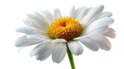 chamomile flowers white background