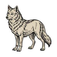Standing Grey Wolf in a Classic Hand Drawn Vintage Art Style