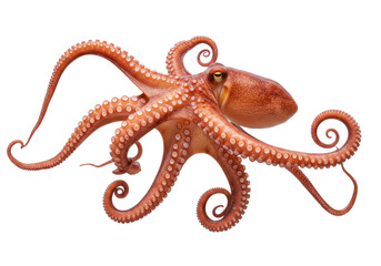 Isolated Octopus Vulgaris on a Simple Background, Wild Sea Creature with Eight Tentacles