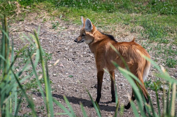 Maned Wolf Standing on Grass