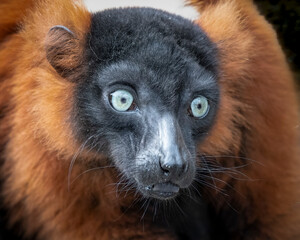 Obraz premium Red Ruffed Lemur Close up Portrait
