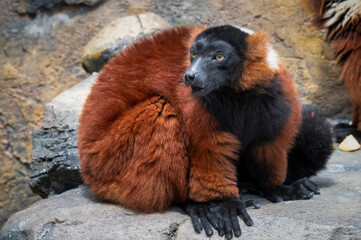 Obraz premium Red Ruffed Lemur Close up Feeding