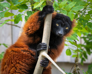 Obraz premium Red Ruffed Lemur Climbing a Tree