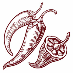 Pepper Vector Image. Illustration Chili Pepper Engraving Style Design Vector On White Background.