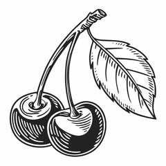 Cherry fruit vector image. Cherry fruit black and white vector isolated on white background.