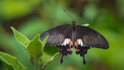 Obraz premium Swallow Tail Butterfly on a Leaf