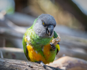 Senegal Parrot Feeding on a Monkey Nut