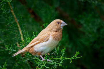 Bengalese Finch Perched on a Branch