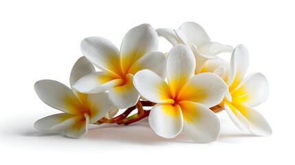frangipani flower white background