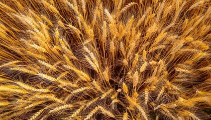 natural background of ears of golden ripening wheat in an agricultural field top view photo from drone
