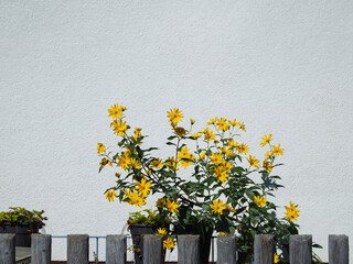 Gelbe lange schmale Sonnenblumen, Topinambur (Helianthus tuberosus) im Garten vor Hauswand