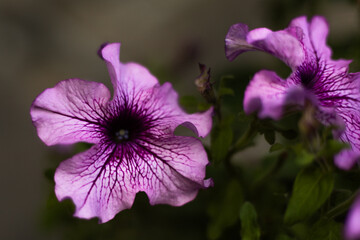 Purple petunia flower in sunlight