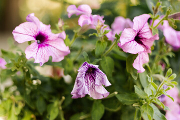 Faded petunia flower among blooming ones