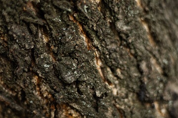 Texture of rough tree bark close-up