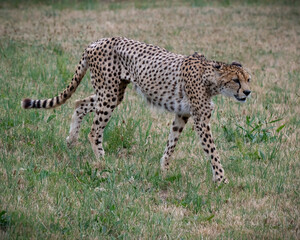 Adult Male Cheetah Walking on Grass