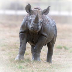 Fototapeta premium Black Rhinoceros Calf Standing in a Field