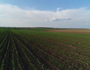 Panoramic view of a field in early spring