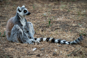 Obraz premium Ring-tailed Lemur Sitting on the Ground