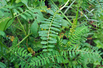 In nature, astragalus cicer grows among herbs