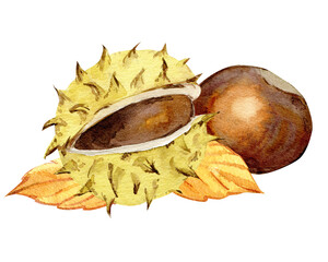 Horse chestnuts and leaves on a white background. Autumn watercolor illustration.