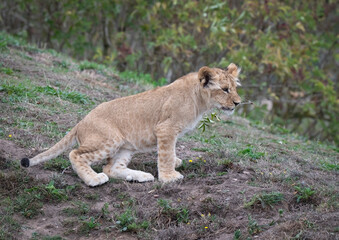Young Lion Cub Resting on the Ground